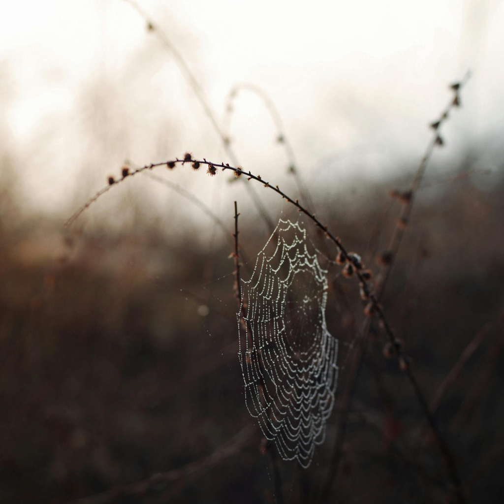 Arachnophobie