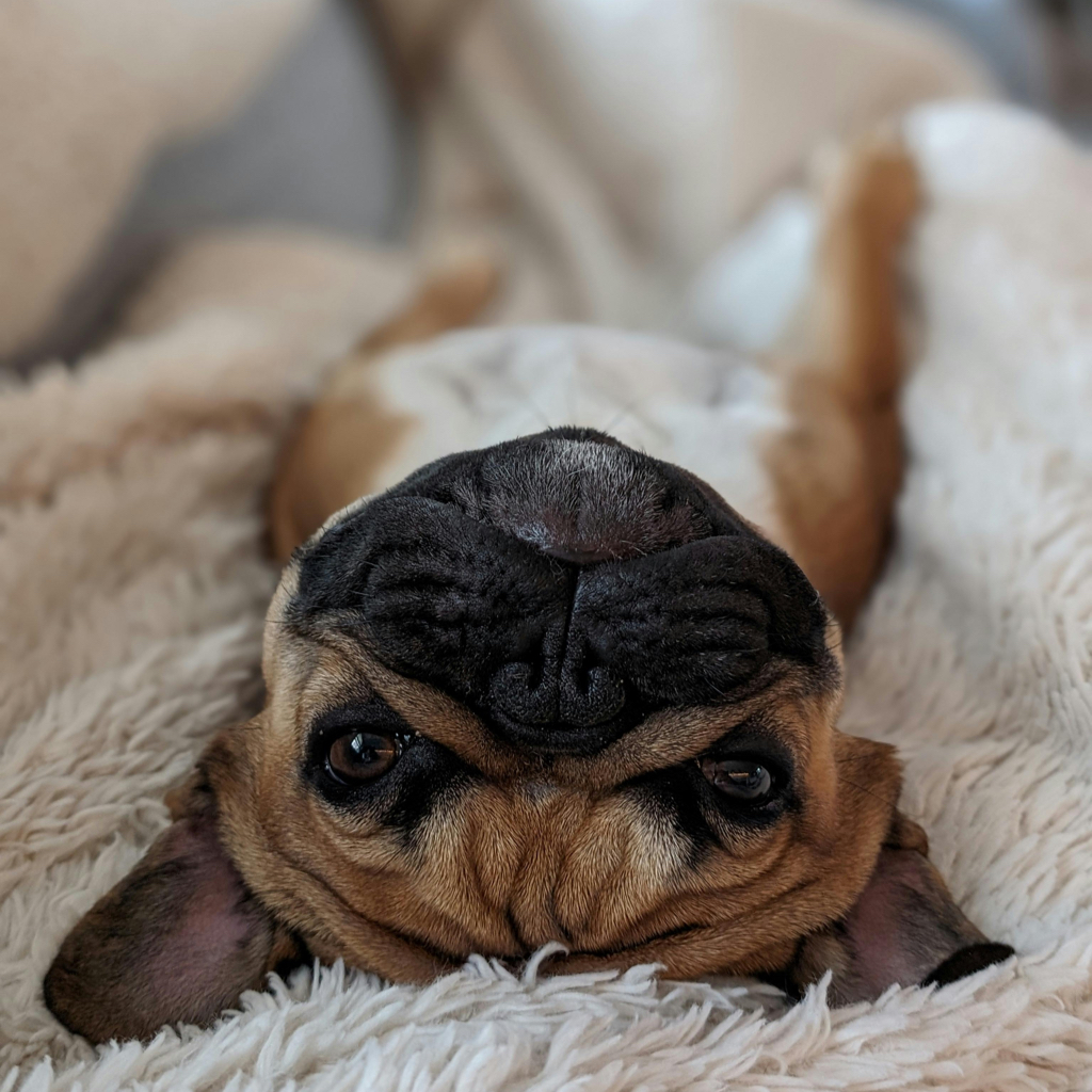 Bulldogge