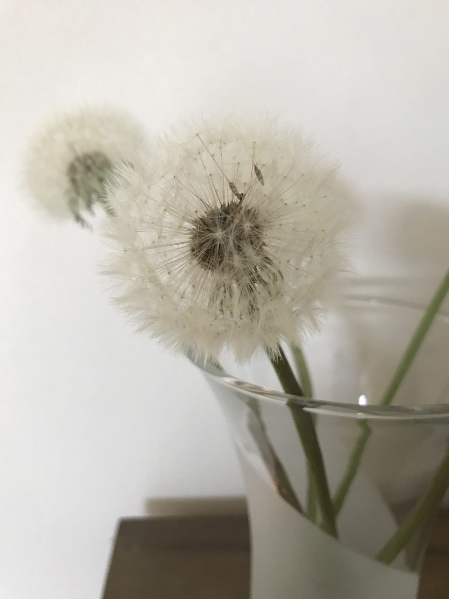 Pusteblumen