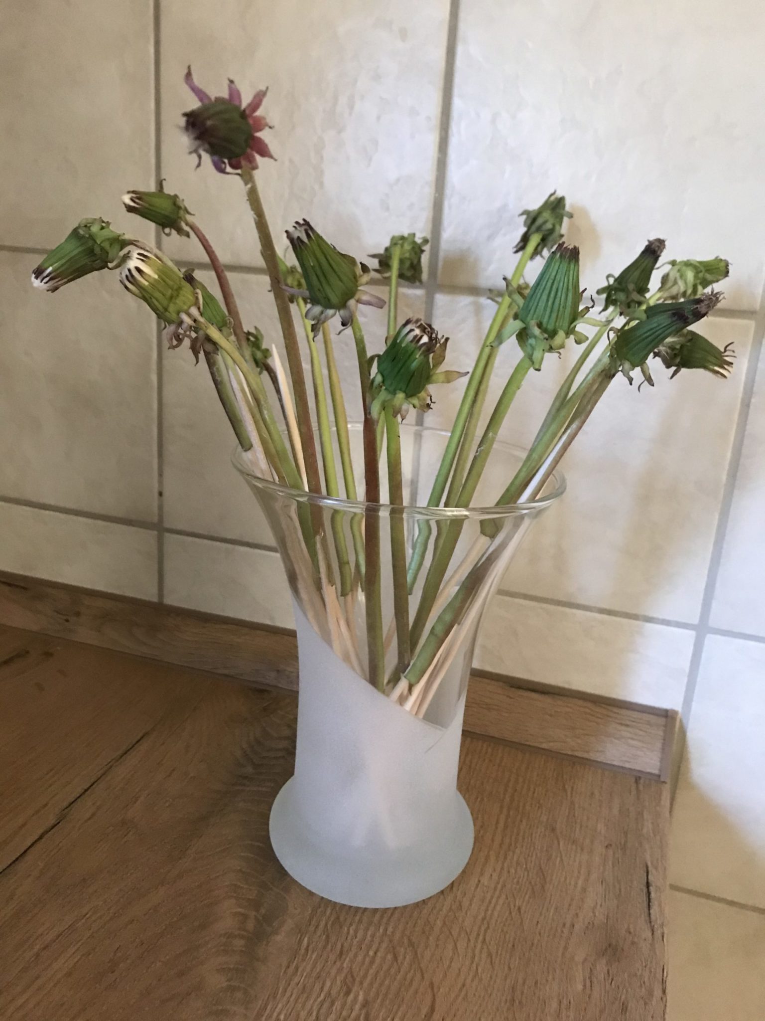 Pusteblumen