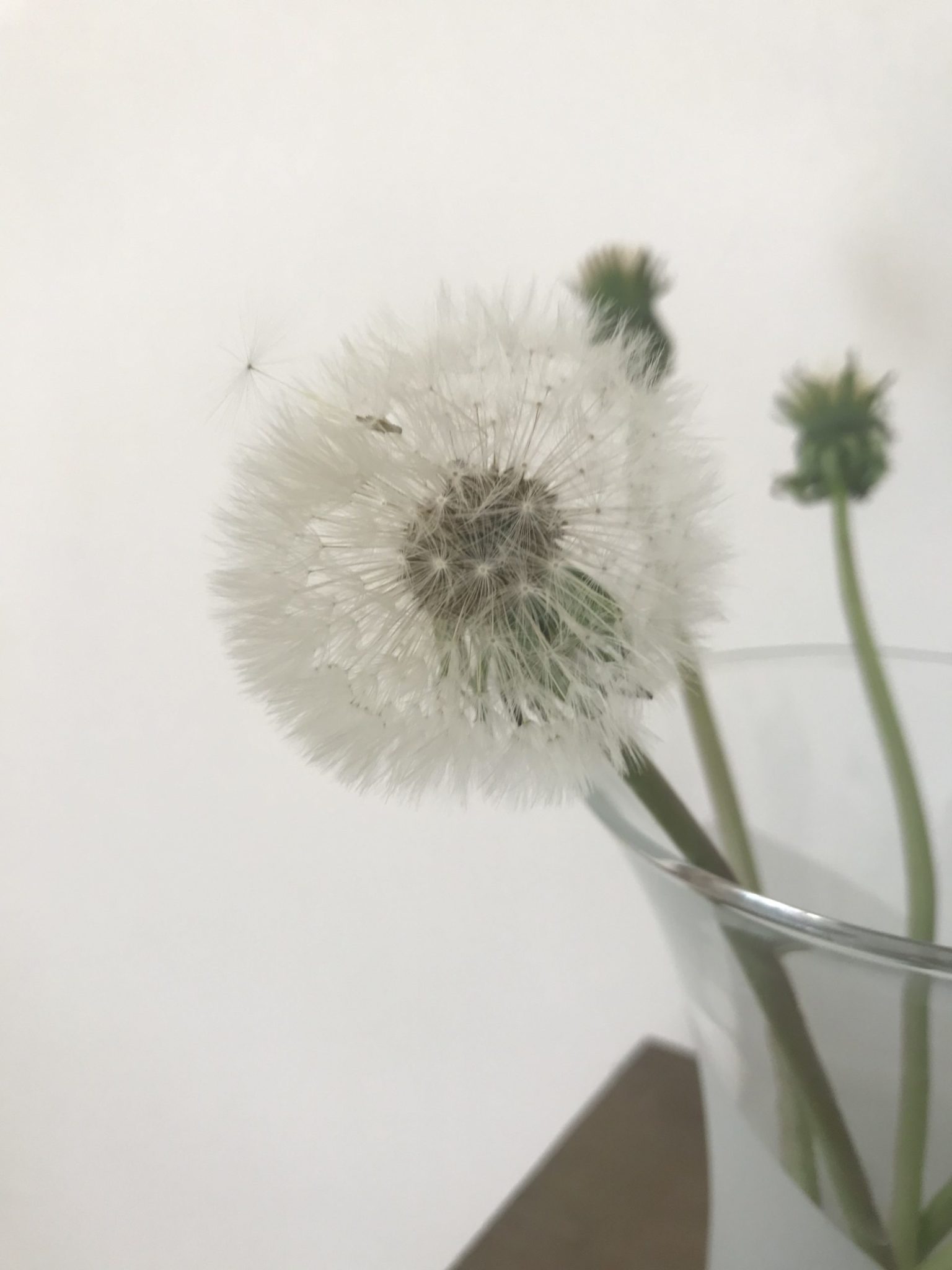 Pusteblumen
