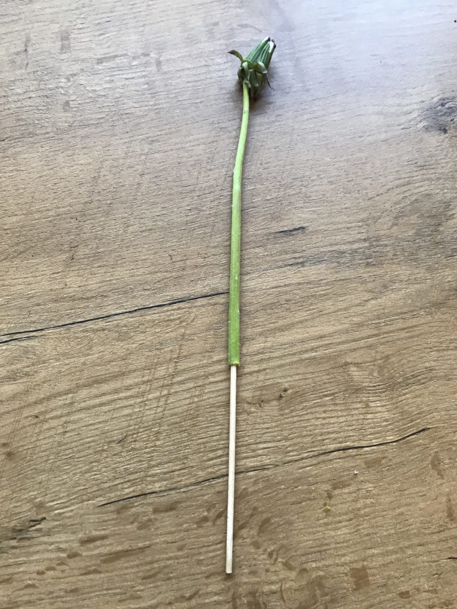 Pusteblumen