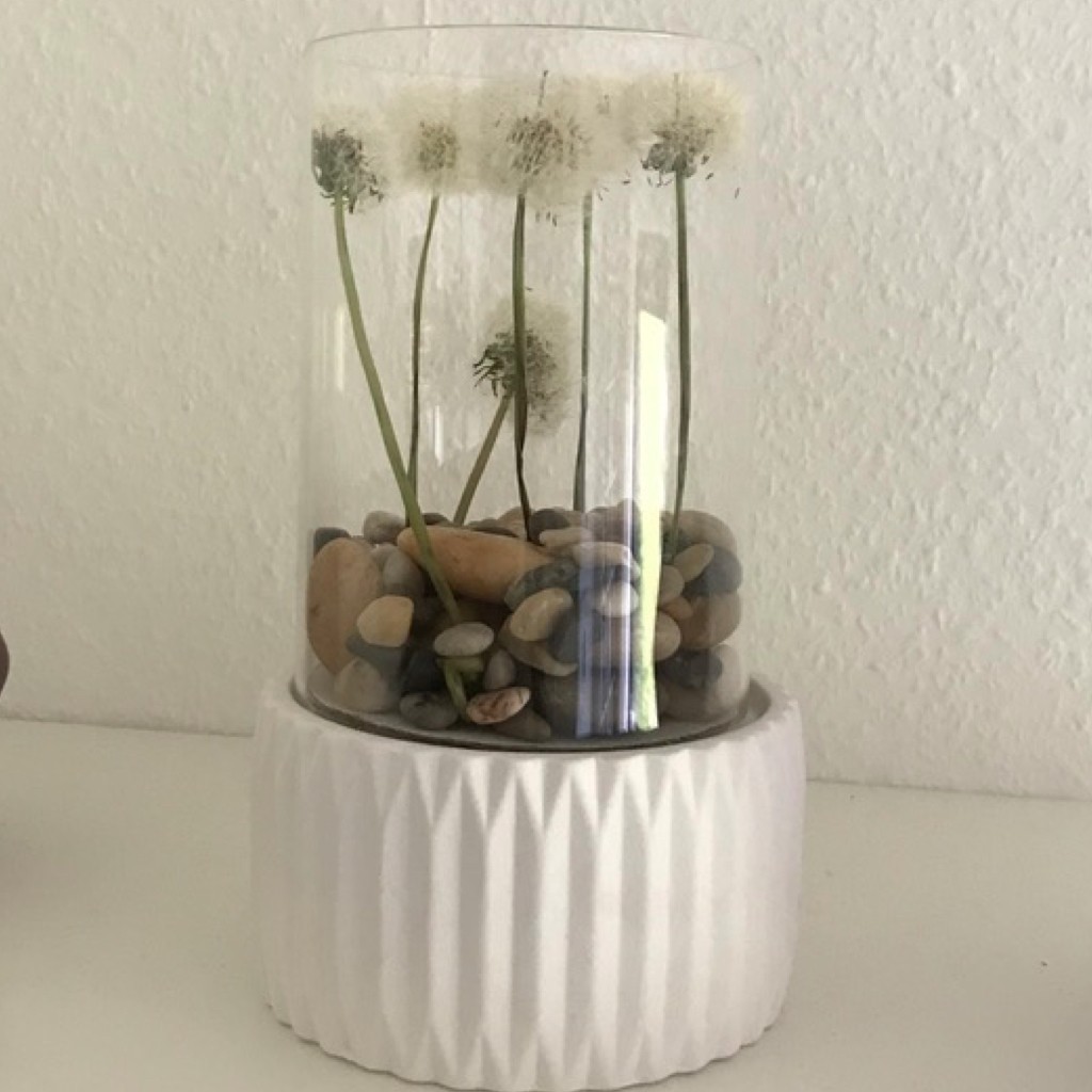 Pusteblumen