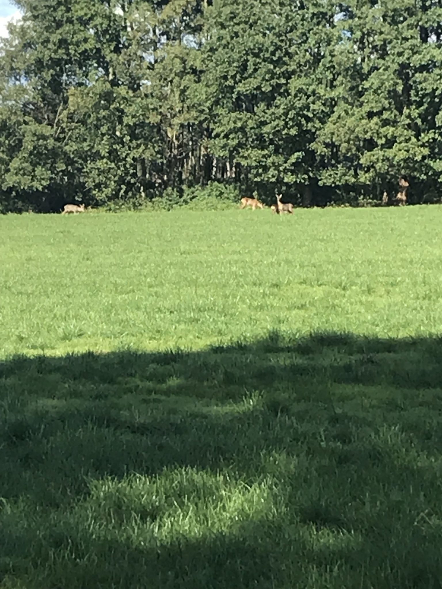 Landlebenliebe