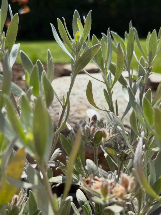 Ich wünsche Euch schöne Pfingsttage. Genießt das lange Wochenende!Bei uns ist jetzt auch der Frühsommer angekommen und wir haben herrlichen Sonnenschein und warme Temperaturen.Perfekt, um ein wenig im Garten zu werkeln und die Tage draußen zu verbringen.Heute Abend wird gegrillt. Deutsche Schinkenwürstchen… Unsere Freunde haben uns mit allerlei Leckereien aus der Heimat versorgt, die es hier nicht gibt.So sehr wir Dänemark lieben, einige wenige Dinge aus Deutschland vermissen wir schon. Und dazu gehören die deutschen Würstchen, dänische Pølser (egal welche Sorte) mögen wir leider so gar nicht. Ich glaube aber, das ist Jammern auf hohem Niveau 😊Dafür ist nämlich das Softeis um so besser… 😋Habt‘s fein, ich setze mich jetzt in die Sonne...#garten #auswandern #dänemark #nordjylland #gartenliebe